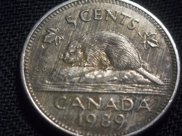 Beaver-In-The-Rain?